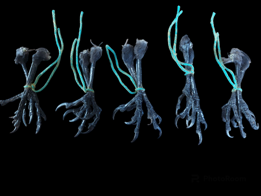 Jackdaw claws pair, claw-shape