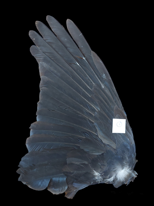 Crow single wings