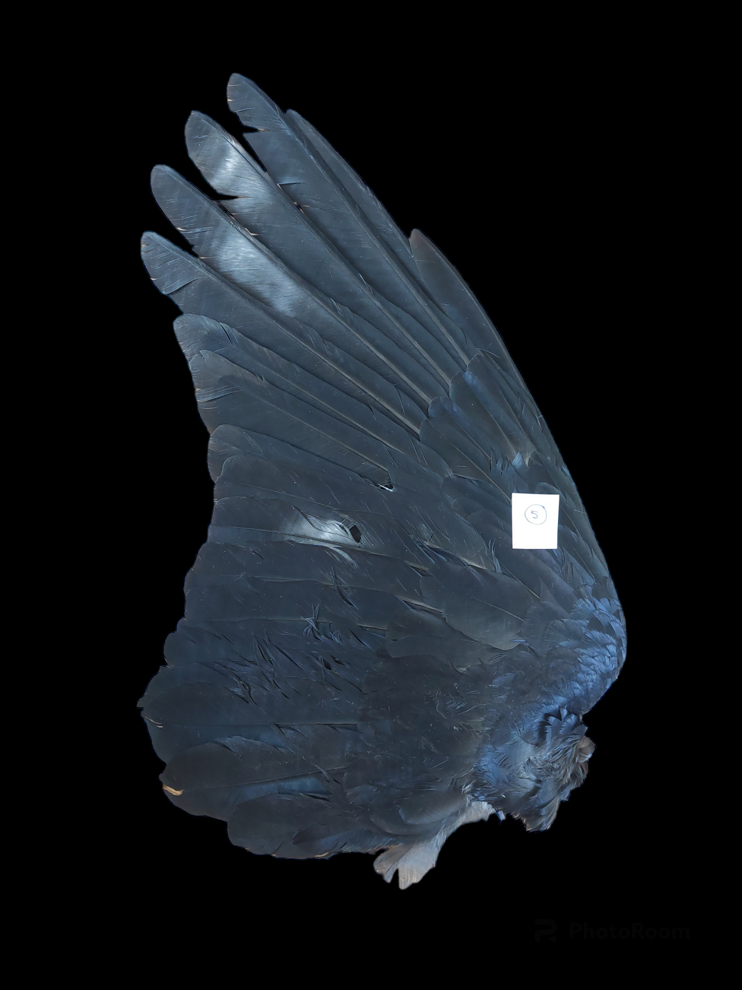 Crow single wings