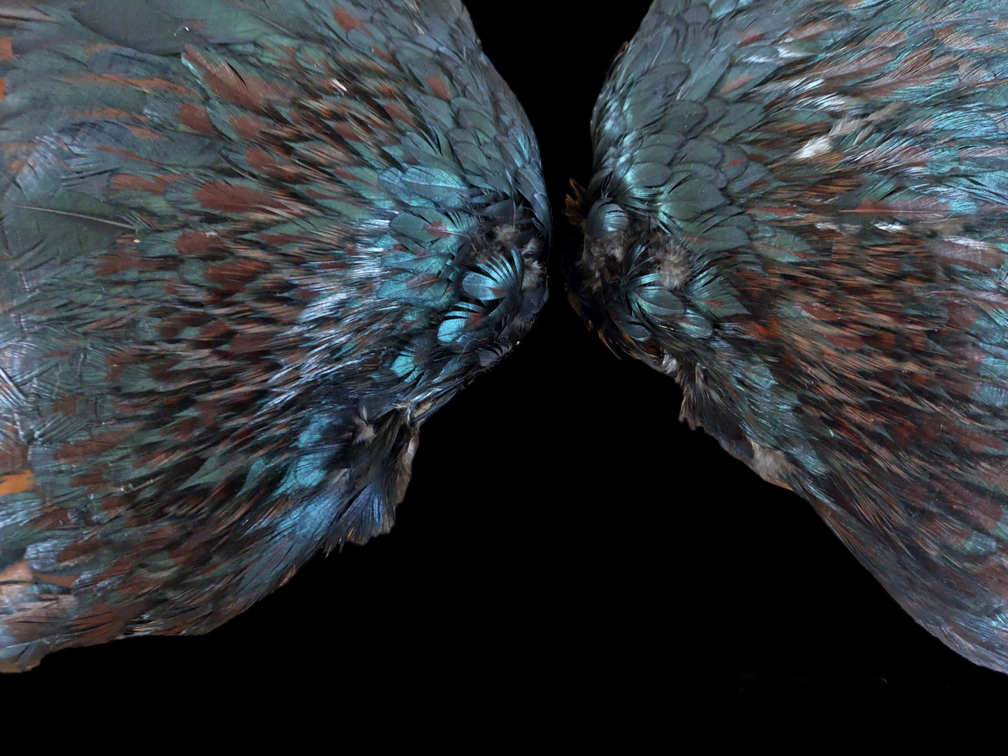 Rooster set of wings