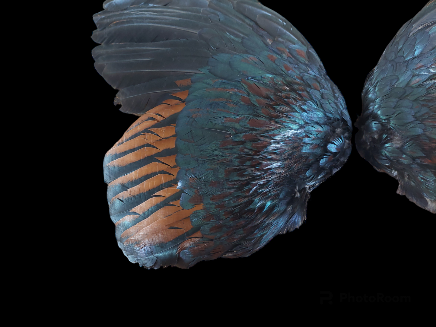 Rooster set of wings