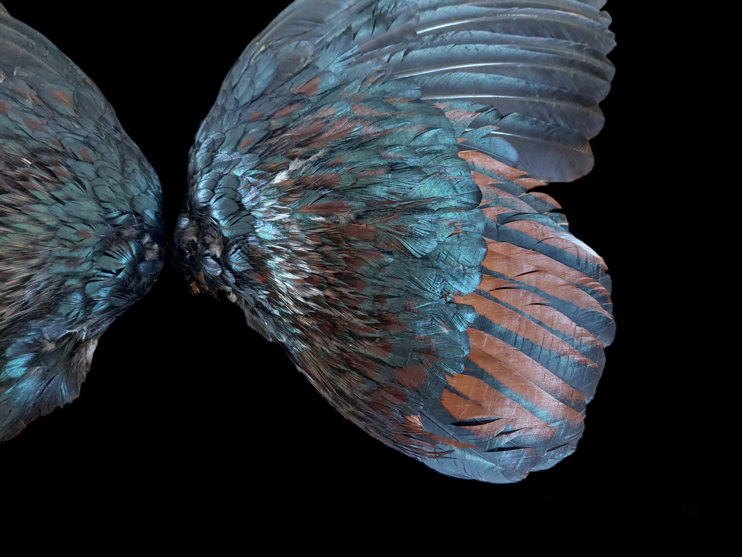 Rooster set of wings