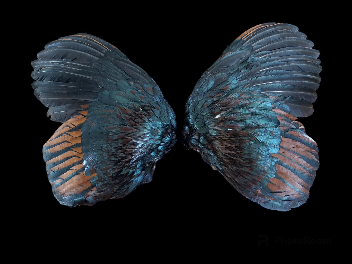 Rooster set of wings