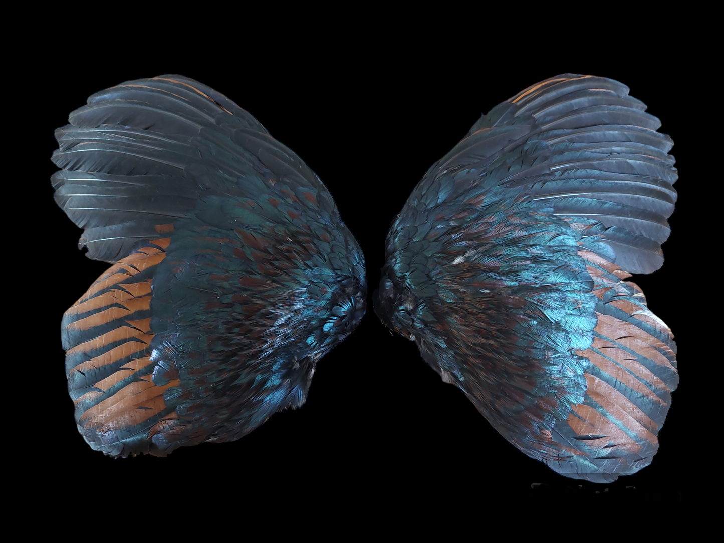 Rooster set of wings