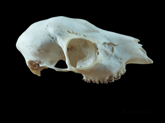 Roe deer upper skull