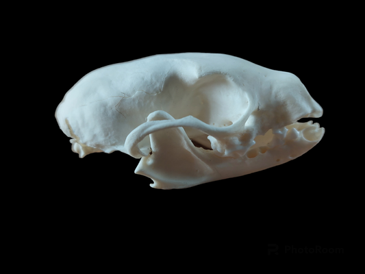 Marten skull, B-quality