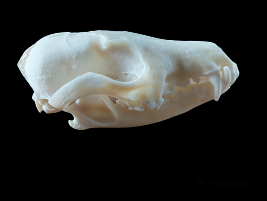 Fox skull #1