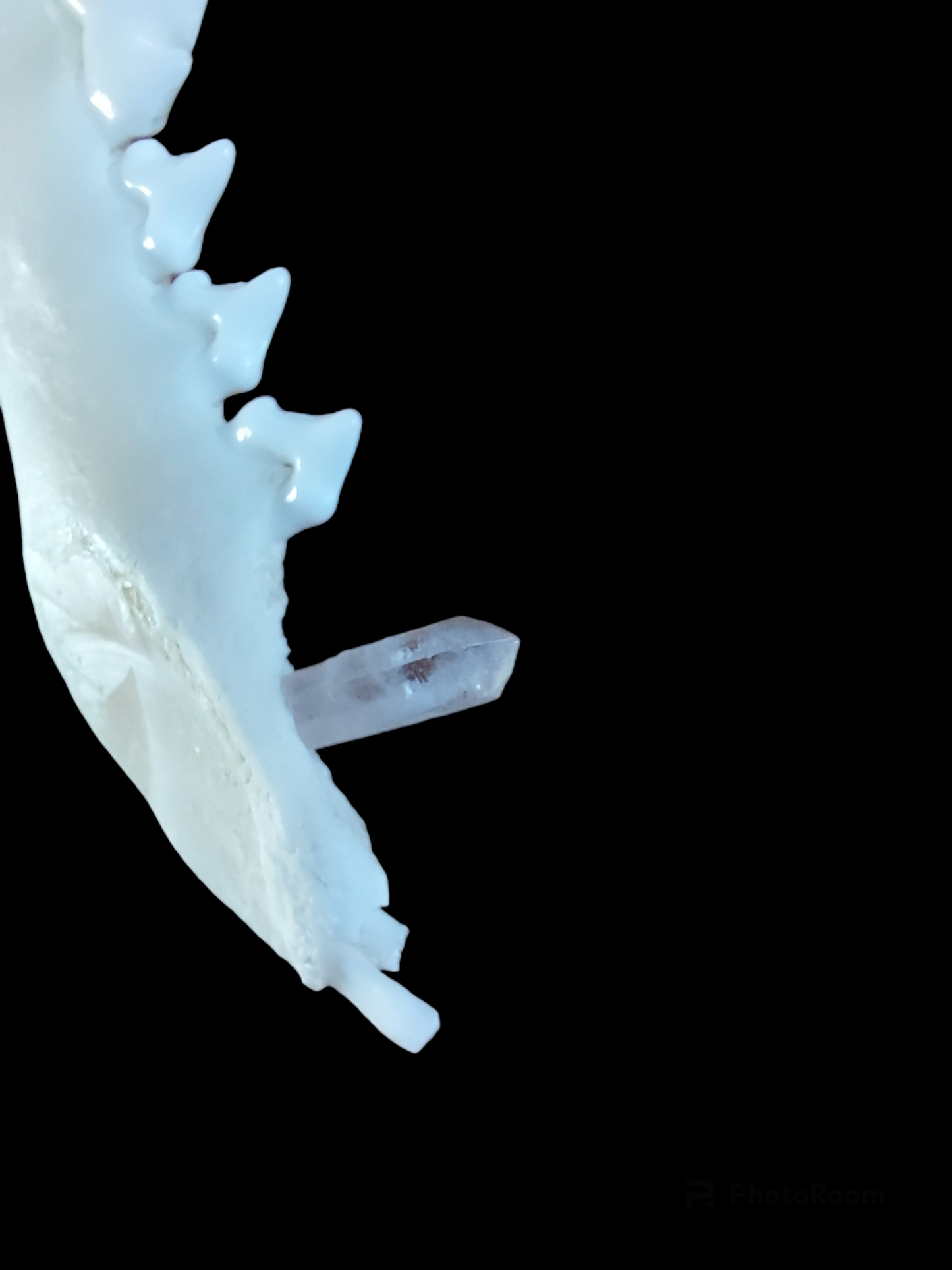 Fox jaw bone with crystal and carnelion amulet necklace