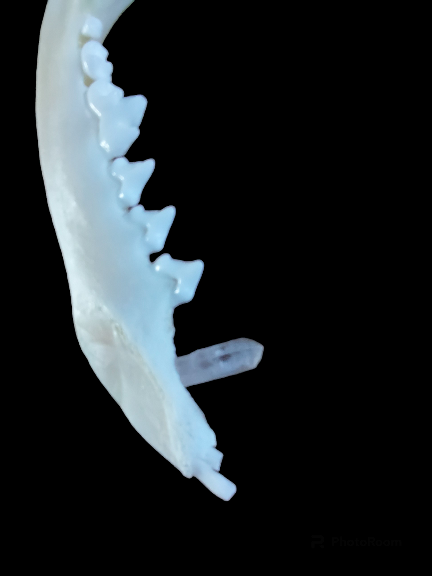 Fox jaw bone with crystal and carnelion amulet necklace