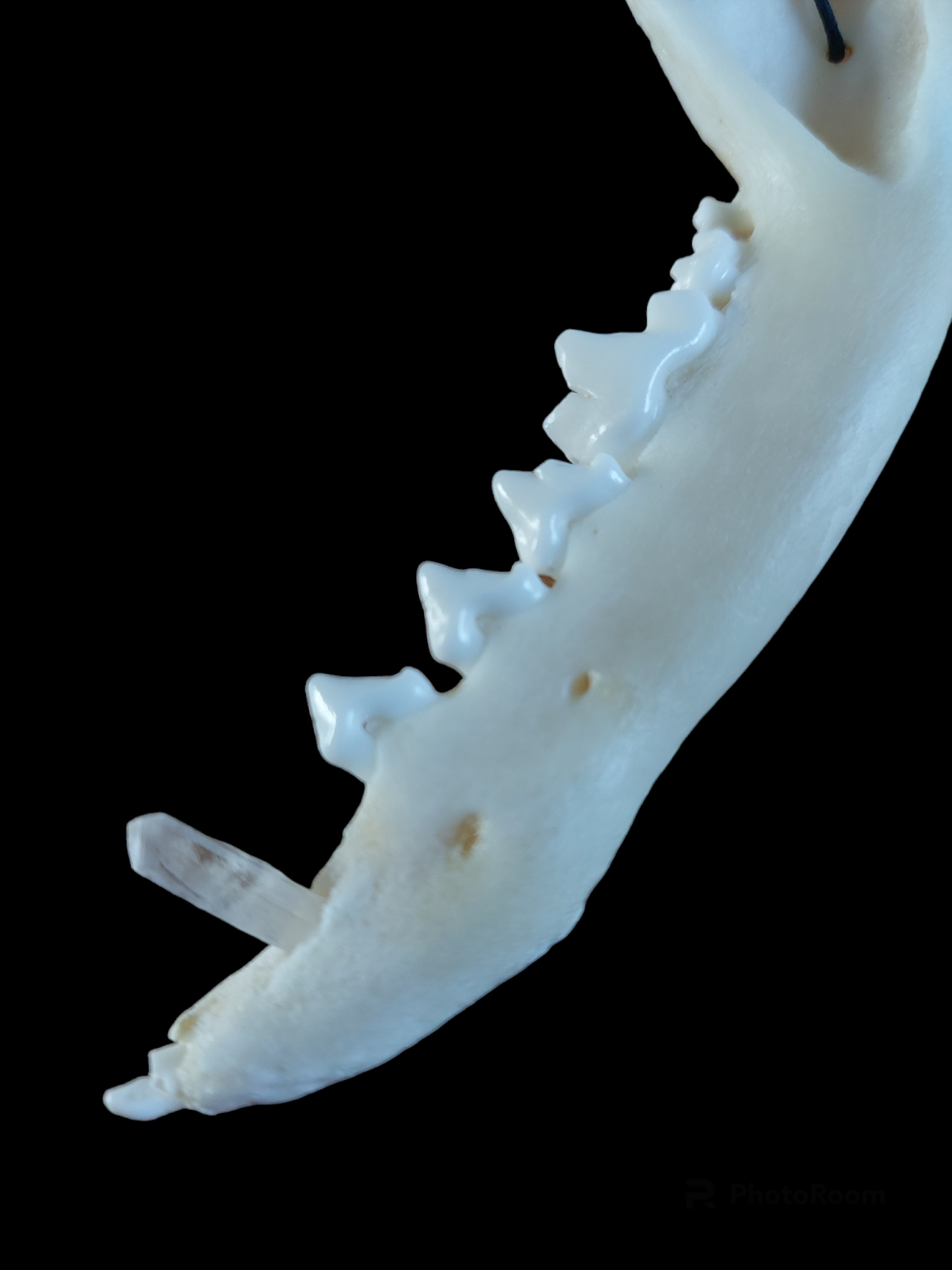 Fox jaw bone with crystal and carnelion amulet necklace