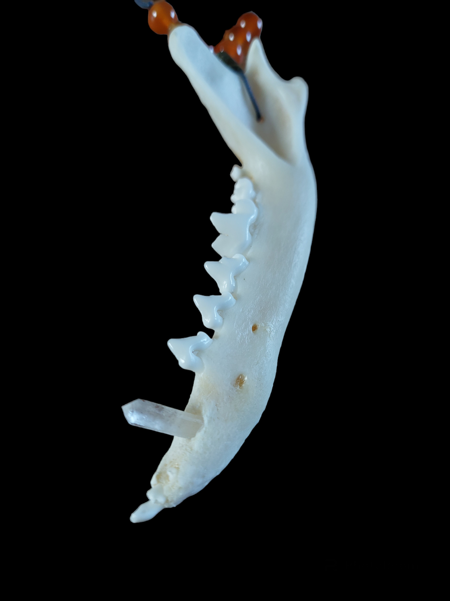 Fox jaw bone with crystal and carnelion amulet necklace