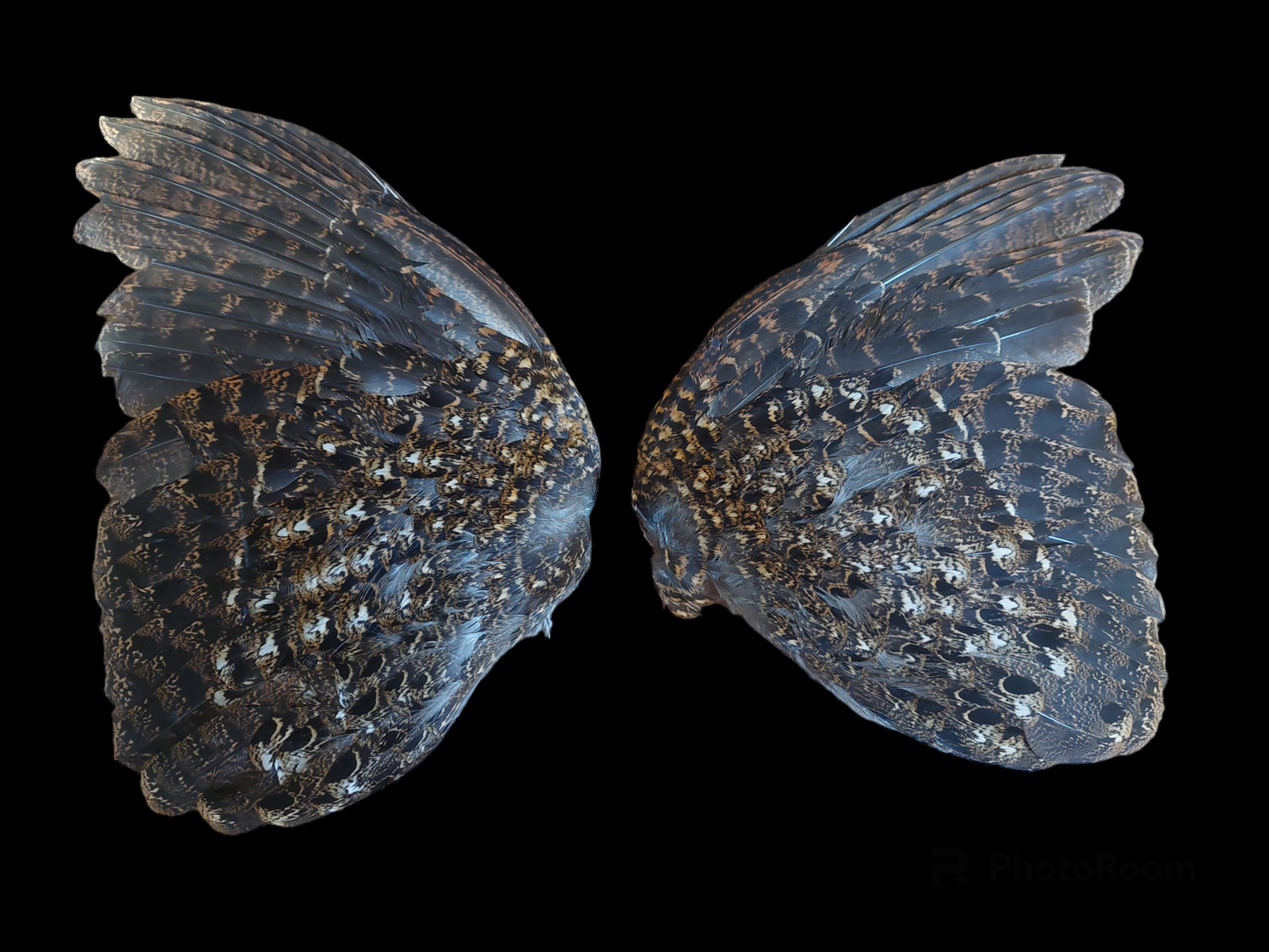 Pheasant set of wings, B-quality