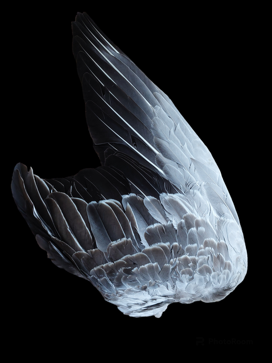 Grey goose single wing