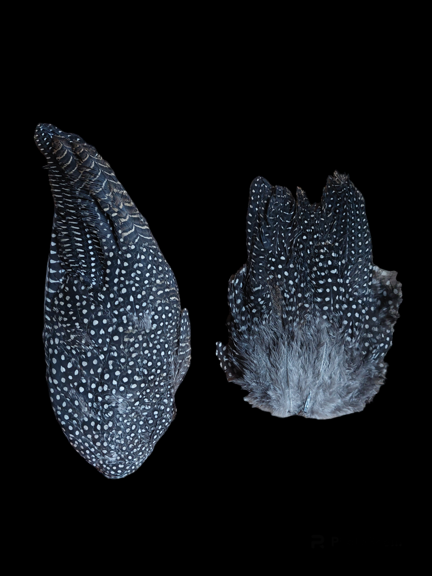 Guinea fowl set of wing and tail