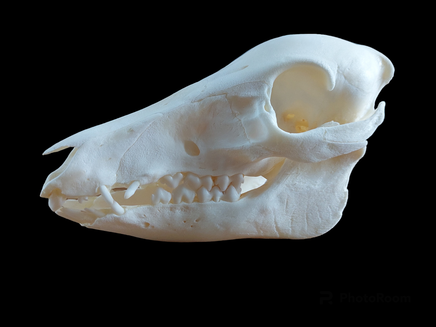 Baby wild boar skull