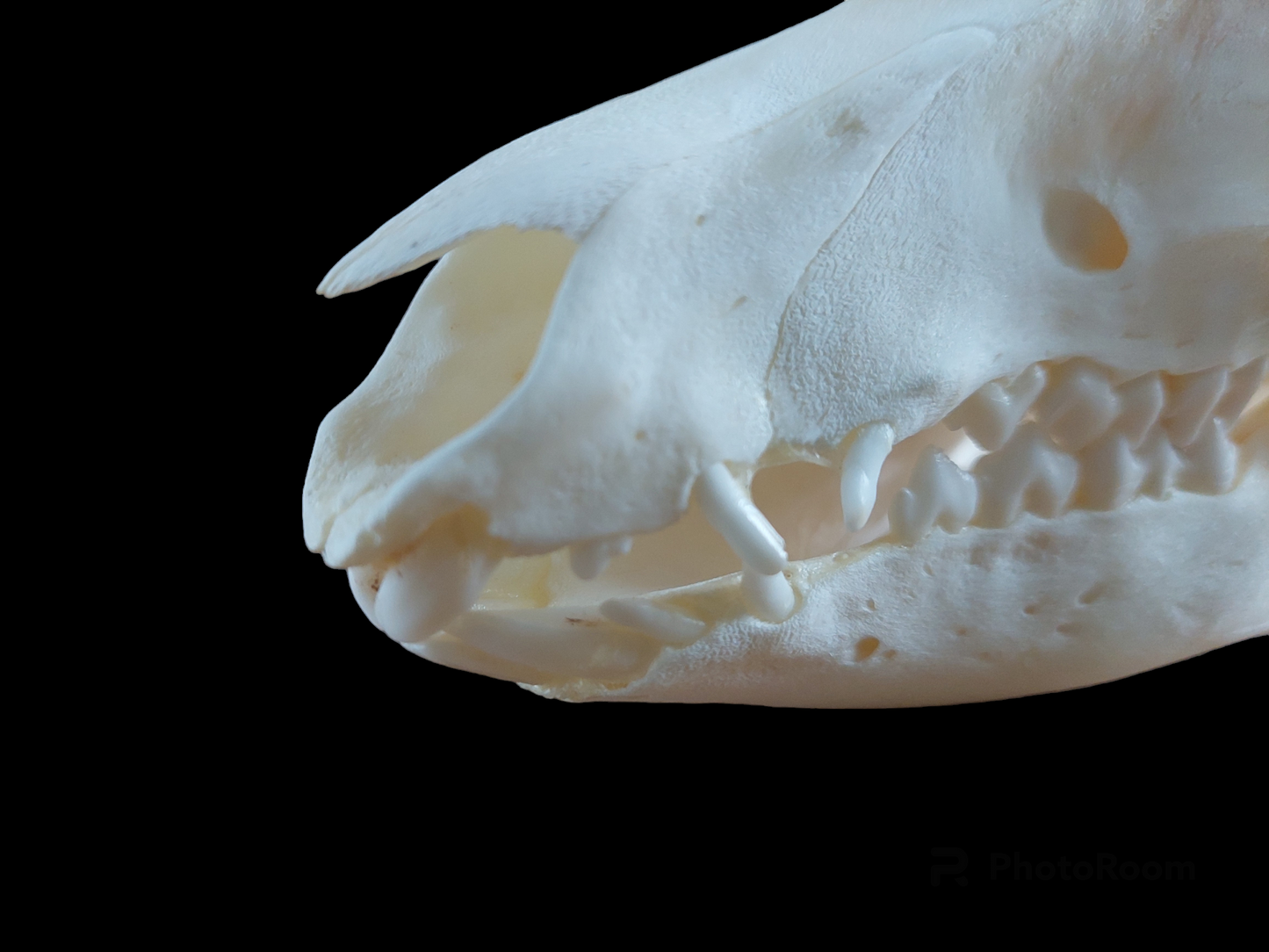Baby wild boar skull