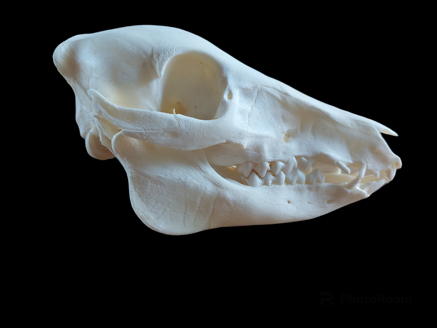 Baby wild boar skull