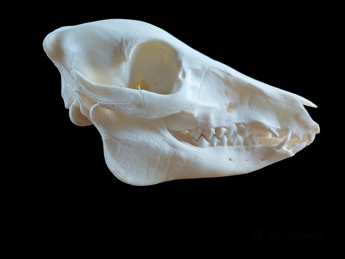 Baby wild boar skull