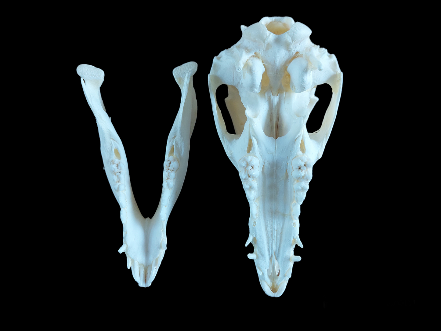 Baby wild boar skull