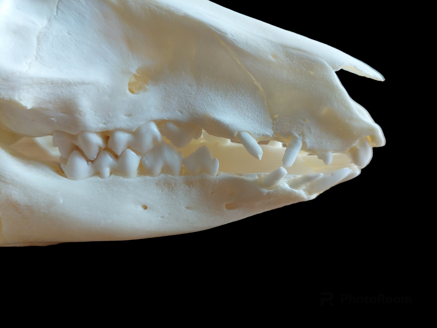 Baby wild boar skull