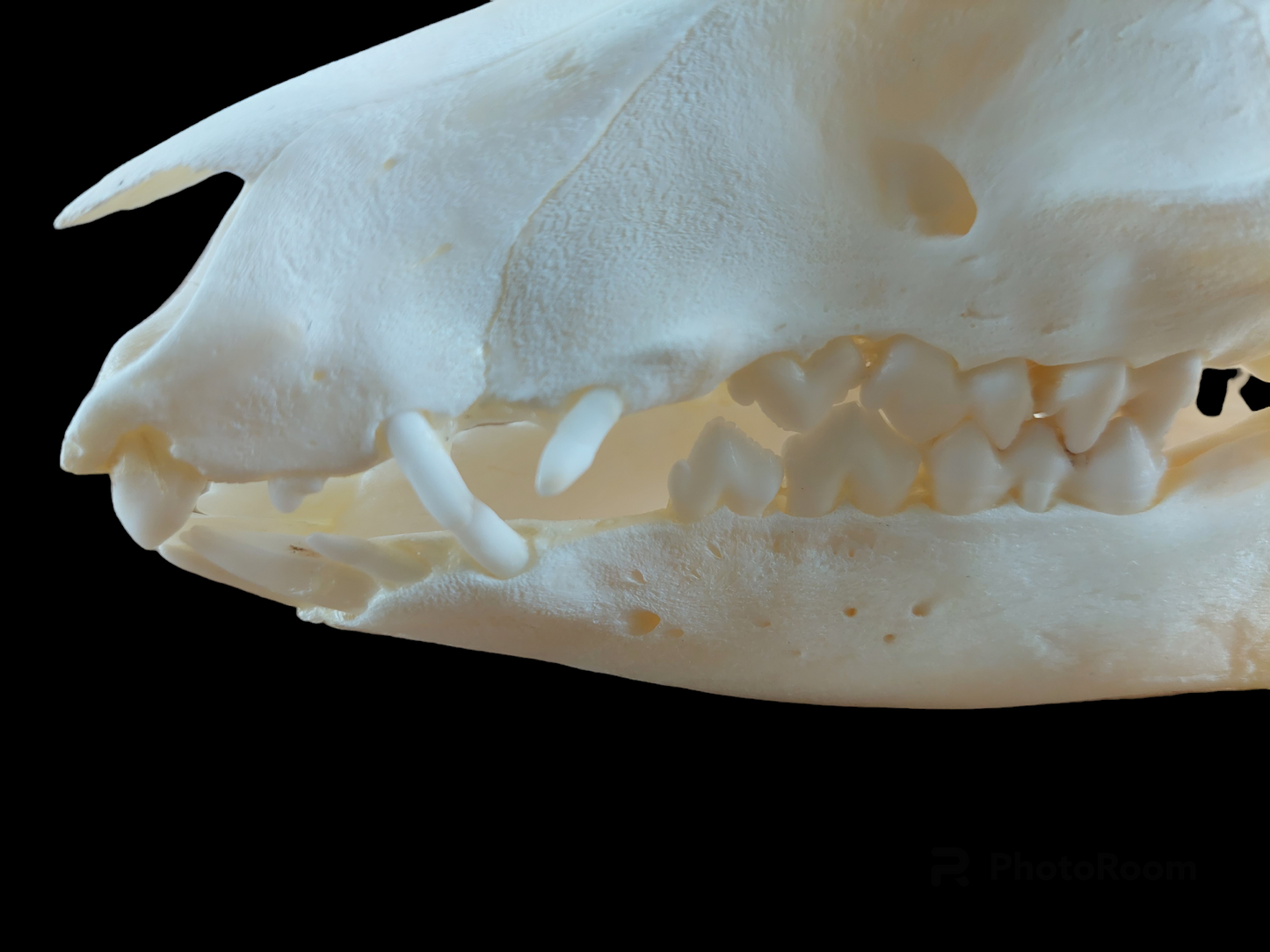Baby wild boar skull