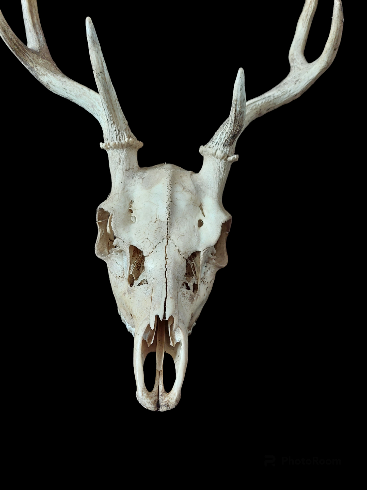 Fallow deer upper skull