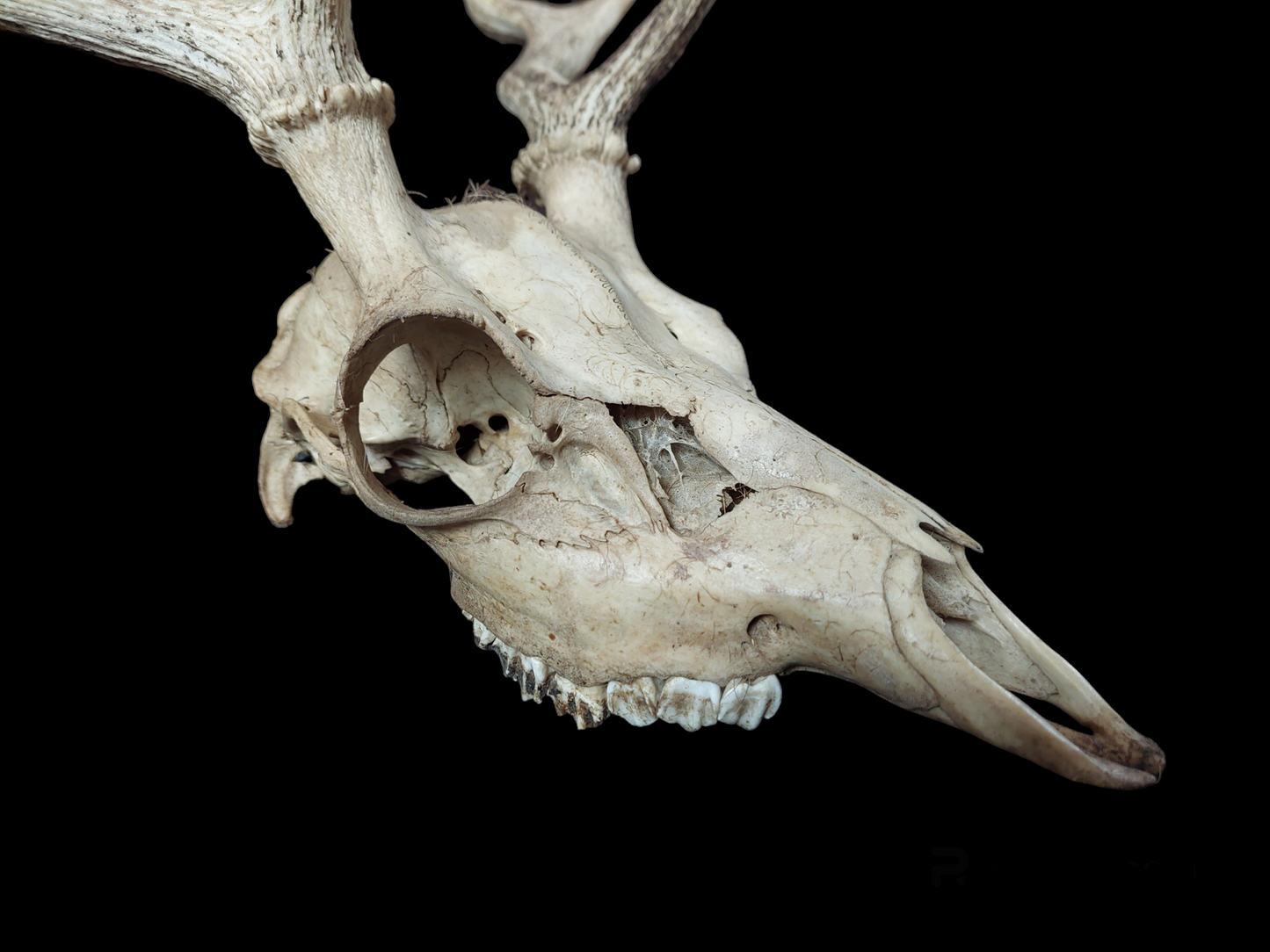 Fallow deer upper skull