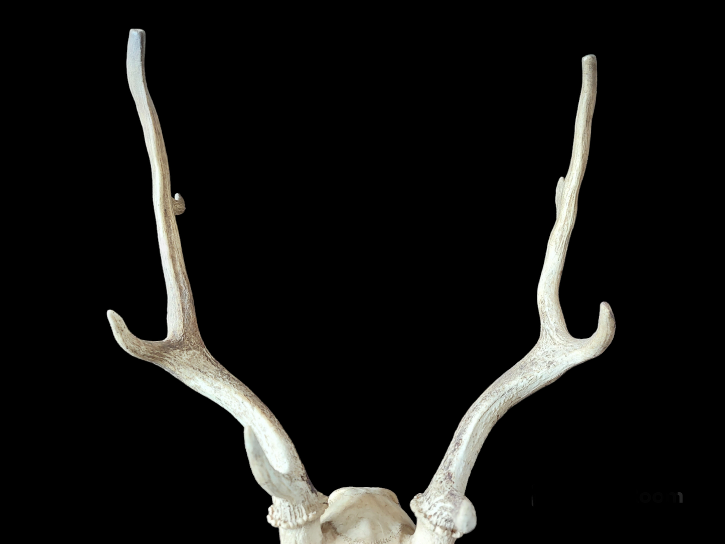 Fallow deer upper skull