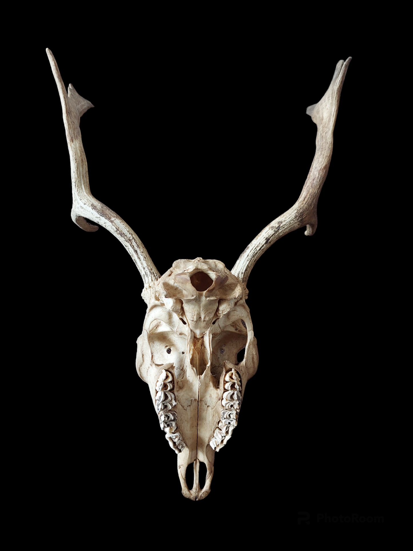 Fallow deer upper skull