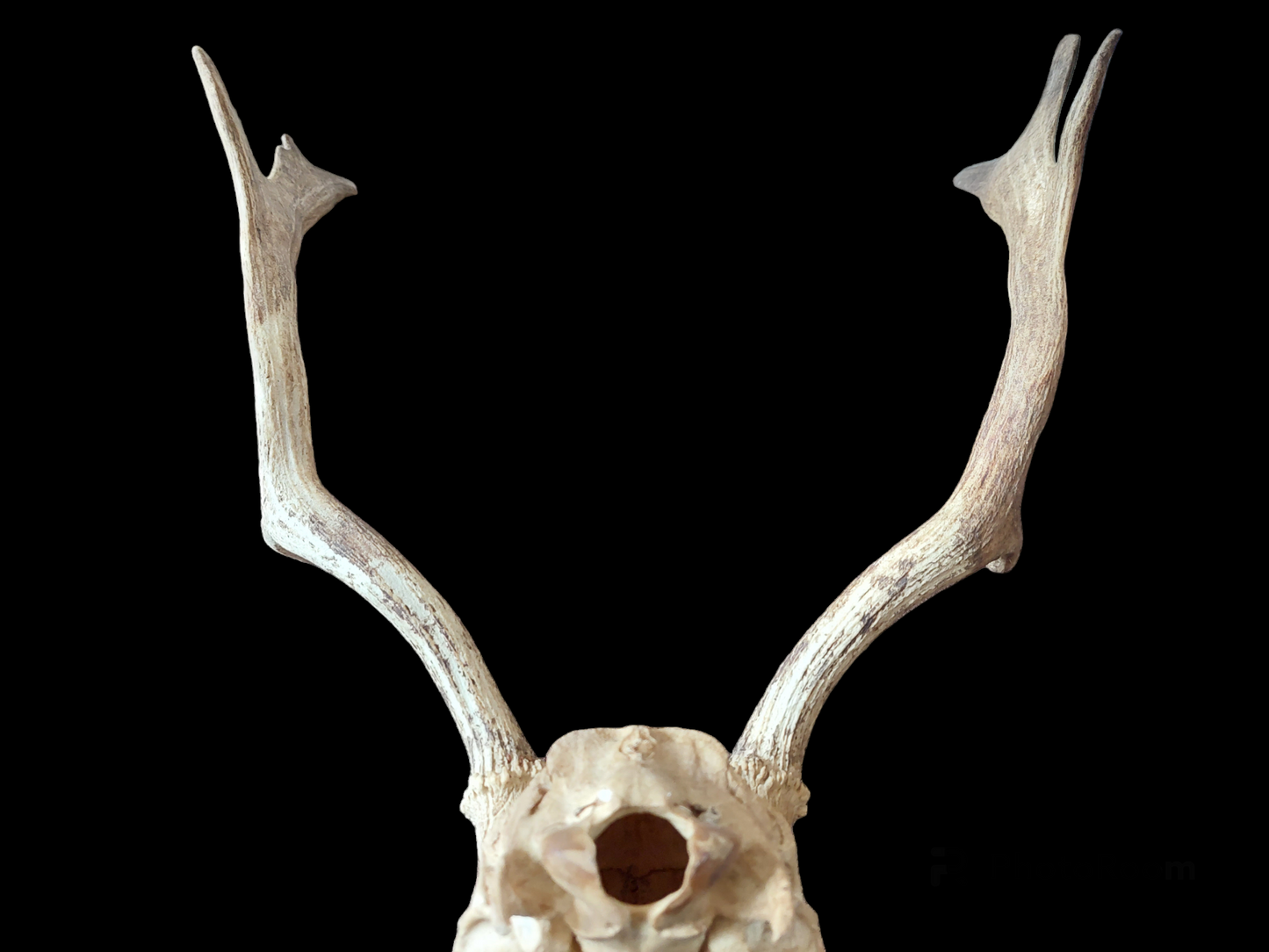 Fallow deer upper skull