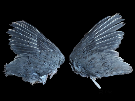 Seesee partridge set of wings, B-quality
