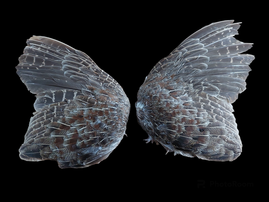 Montezuma quail set of wings, B-quality