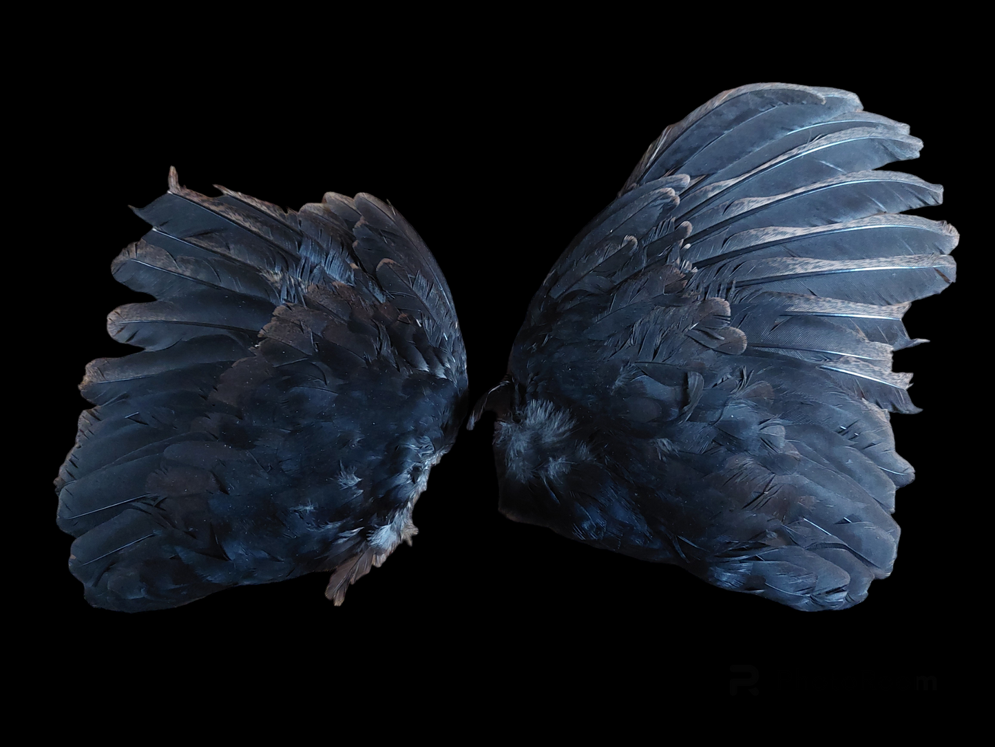 Quail set of wings, B-quality