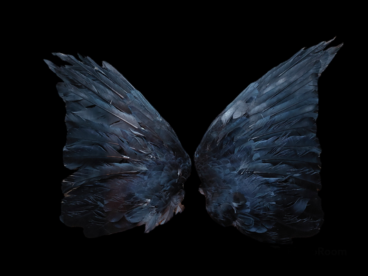 Jackdaw set of wings #4, B-quality
