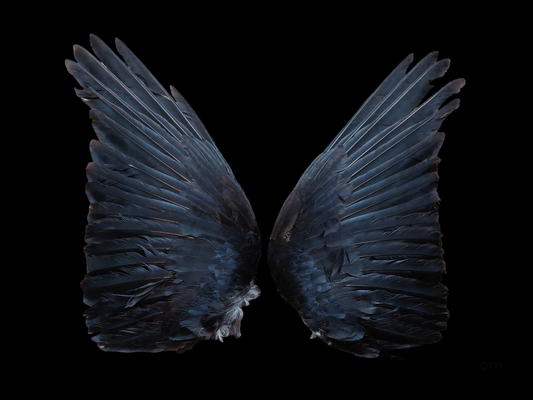 Crow set of wings #14