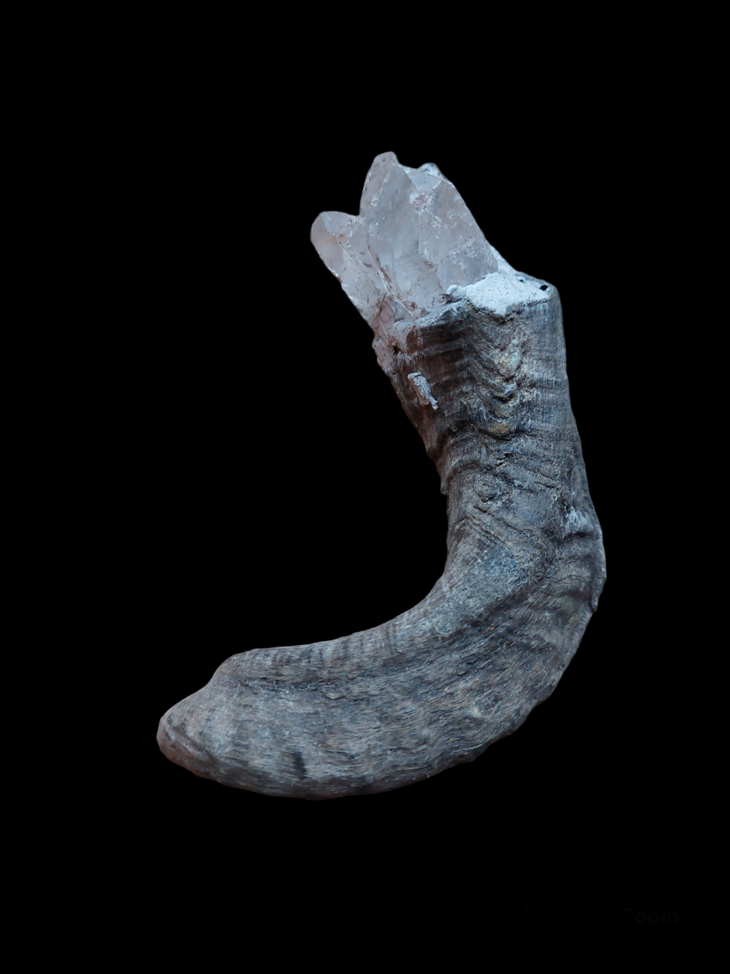 Old Nepalese shamanic horn stick #2