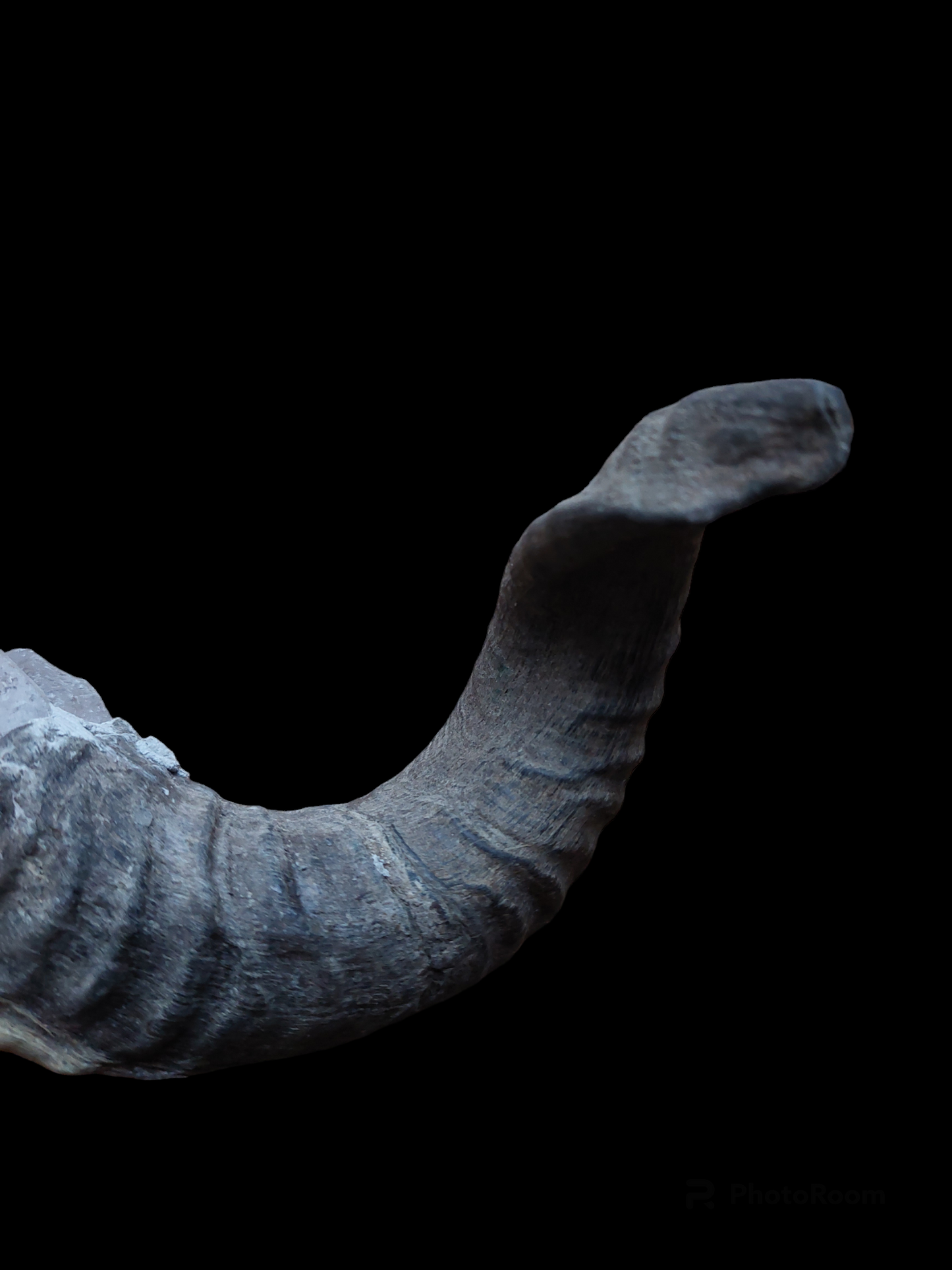Old Nepalese shamanic horn stick #2