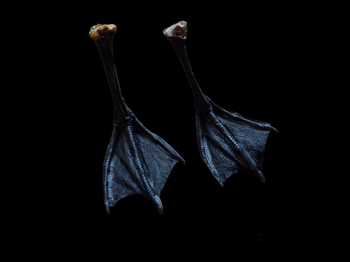 Barnacle goose lower legs, set of 2,  #1