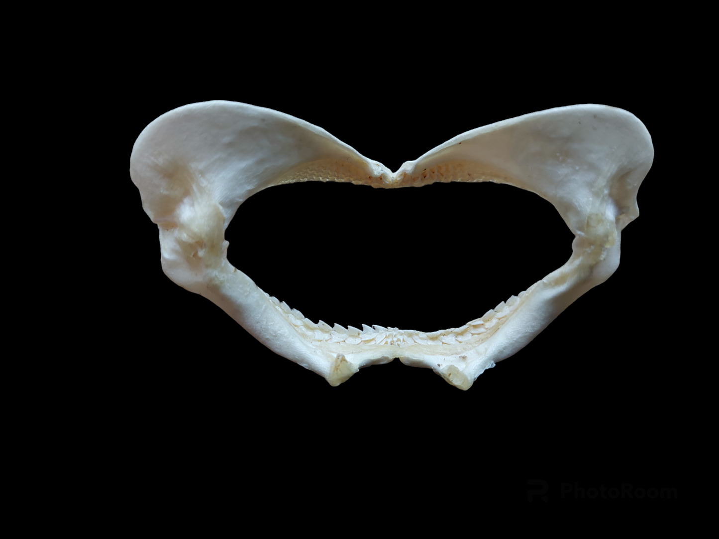 Shark jaw