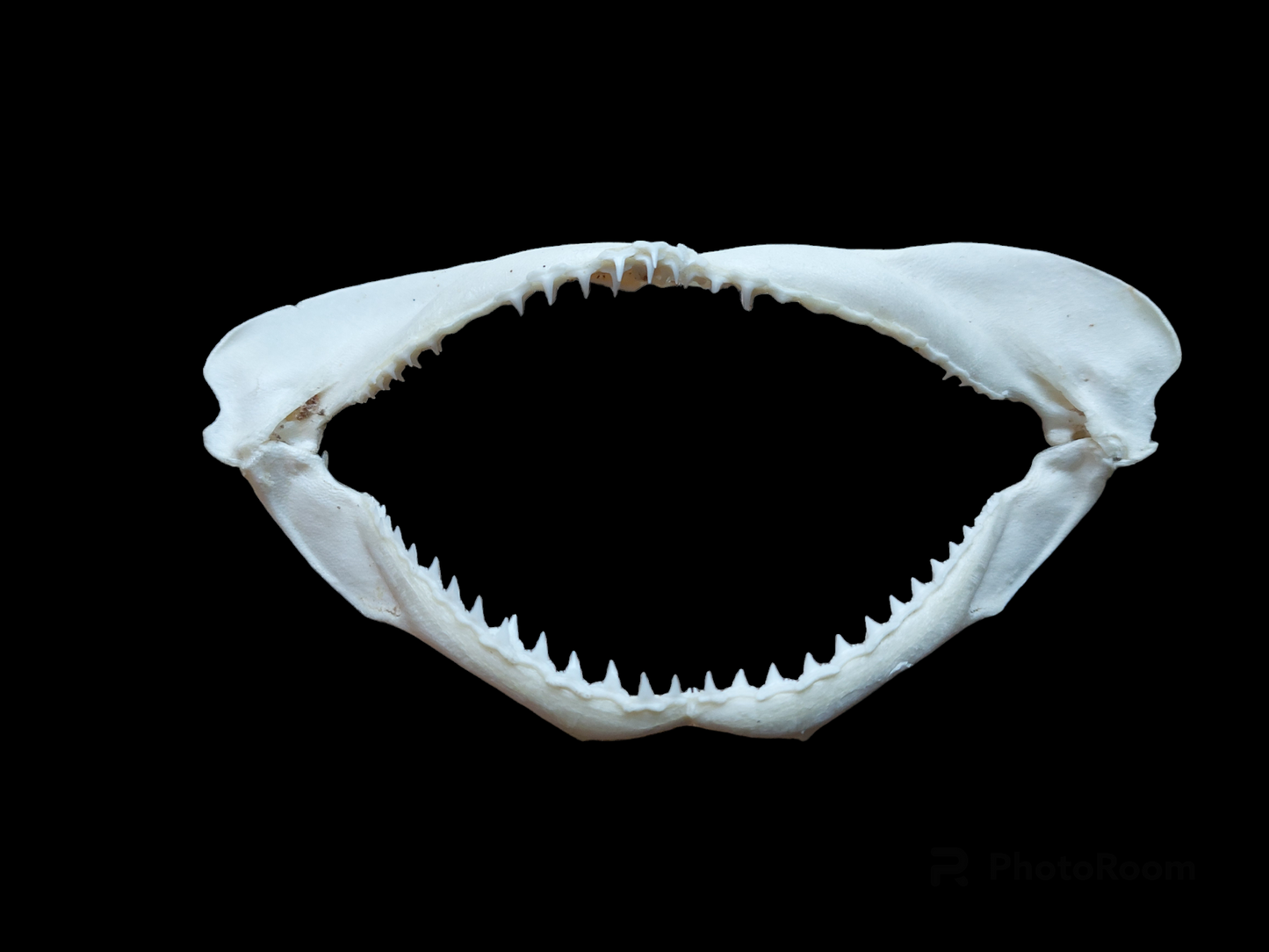 Shark jaw