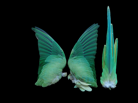 Ring-necked parakeet set of wings and tail