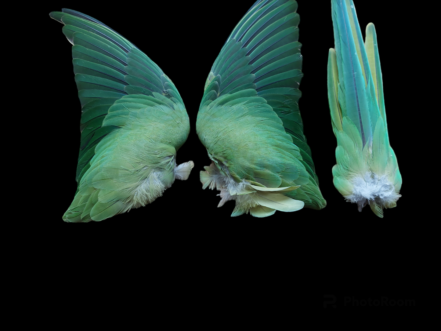 Ring-necked parakeet set of wings and tail