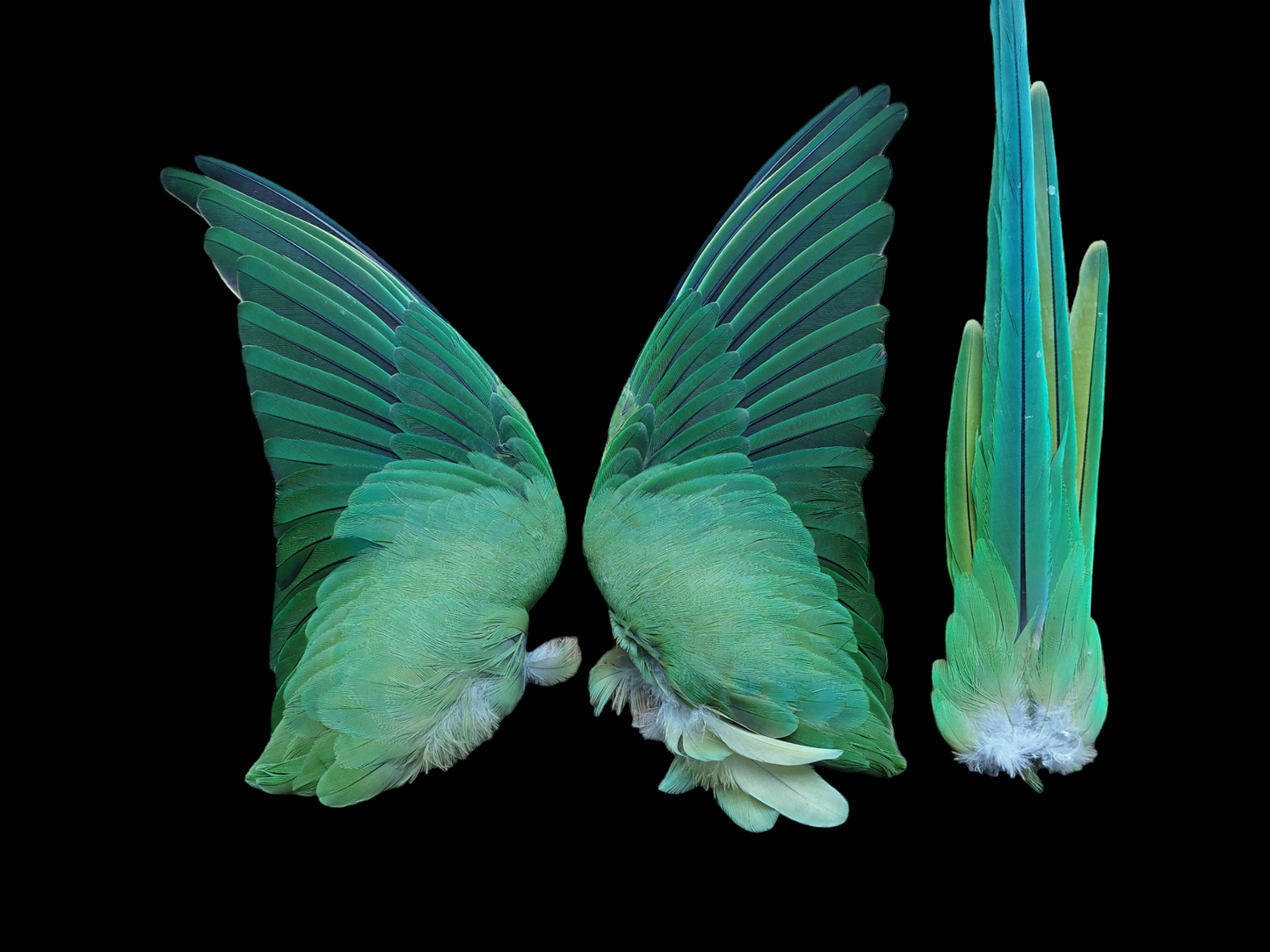 Ring-necked parakeet set of wings and tail