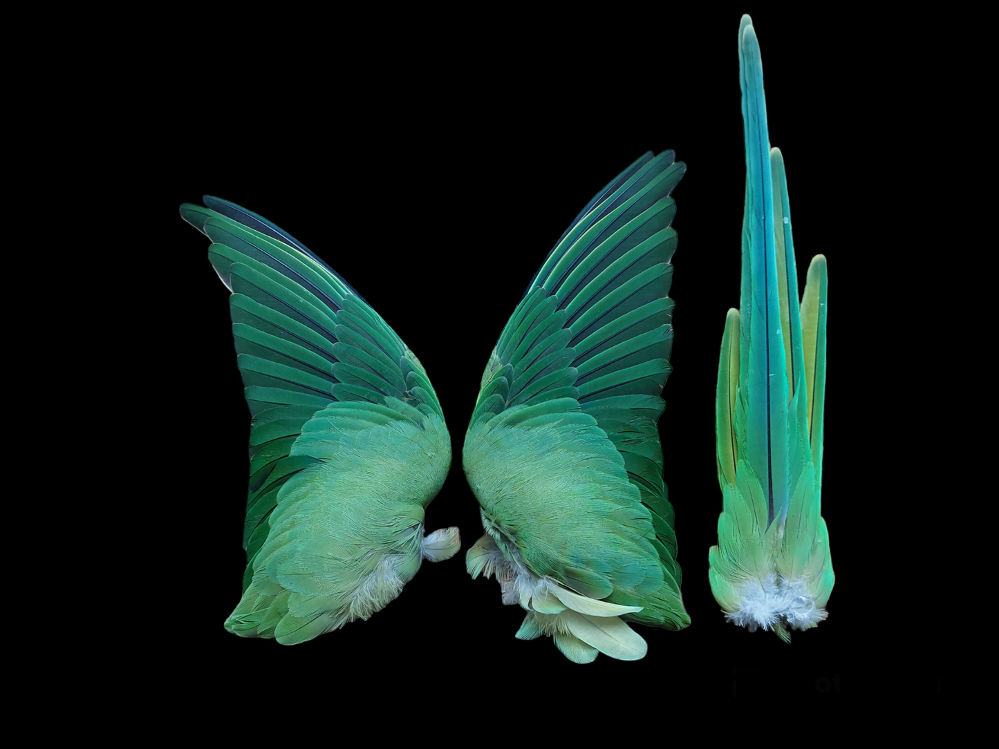 Ring-necked parakeet set of wings and tail