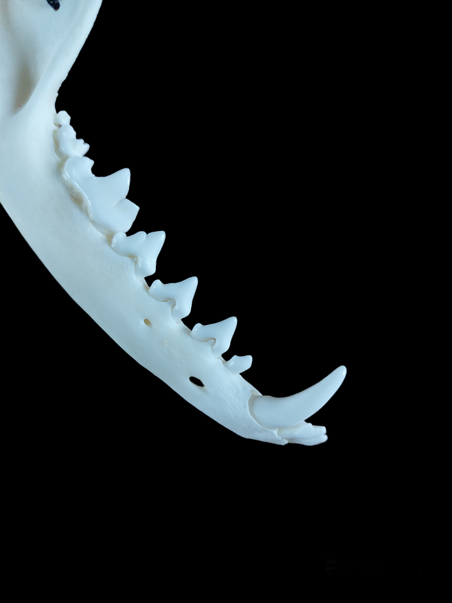 Fox jaw bone and obsidian amulet necklace
