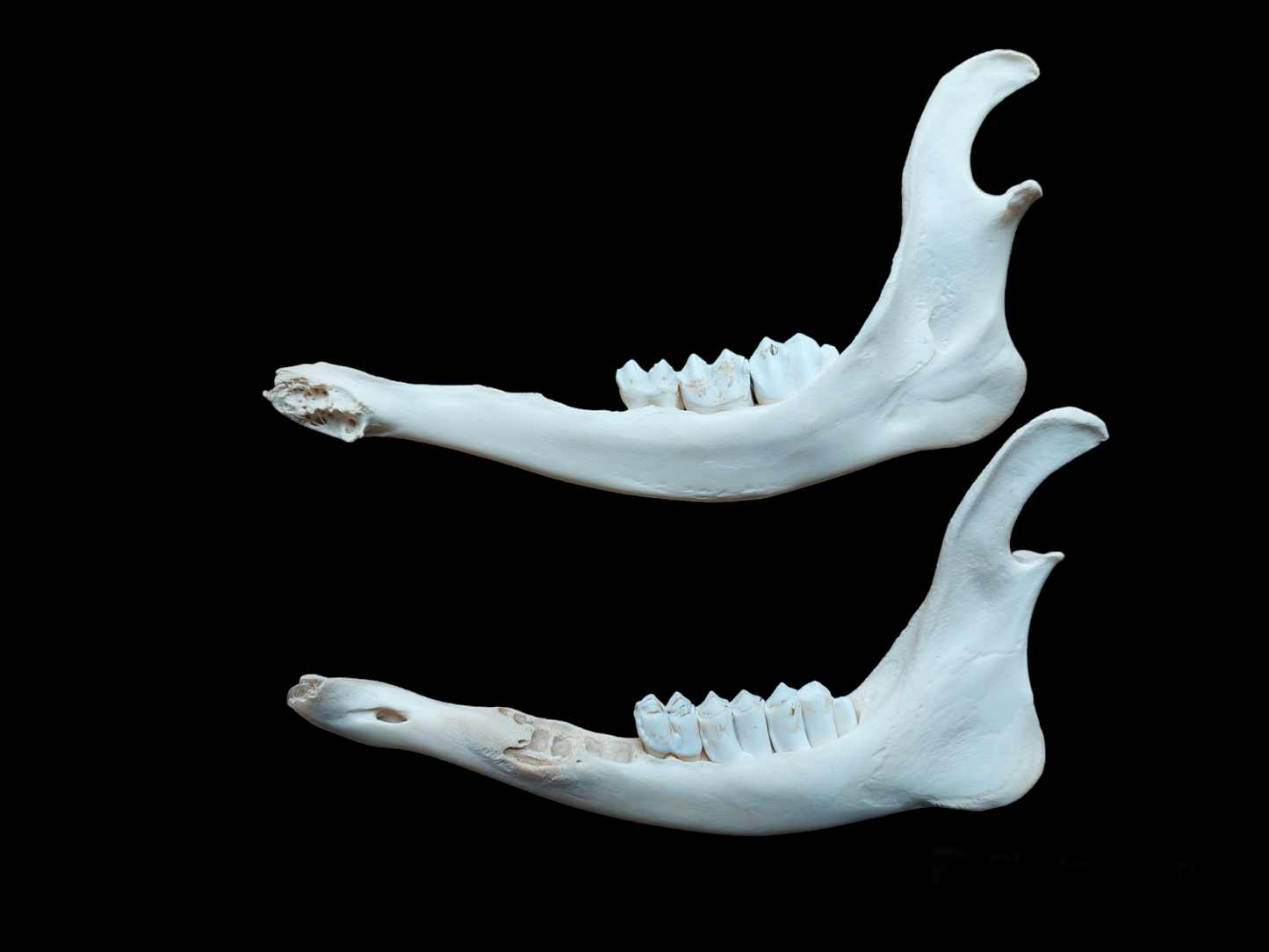 Red deer lower jaws, set of two, #1