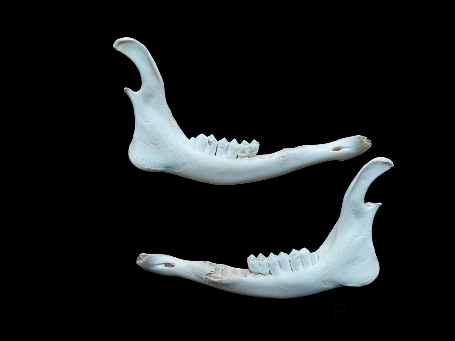 Red deer lower jaws, set of two, #1