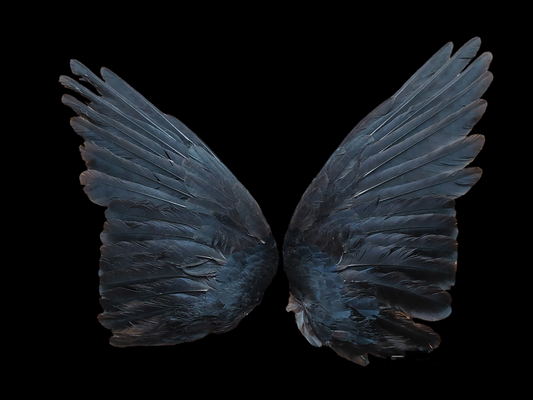 Jackdaw set of wings #5