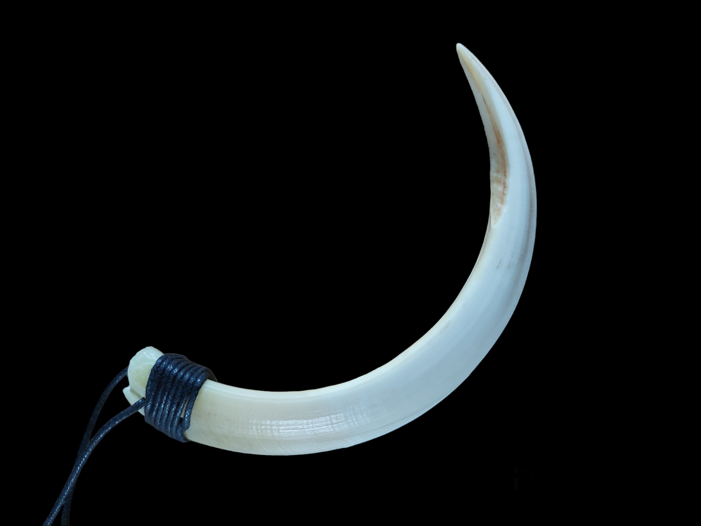 Wild boar tusk amulet necklace