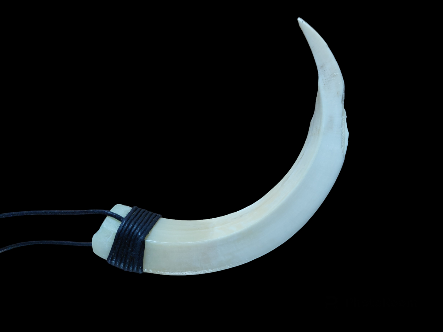 Wild boar tusk amulet necklace